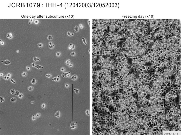 IHH-4细胞图片