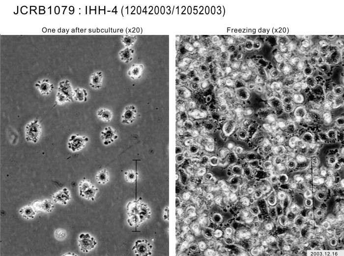 IHH-4细胞图片