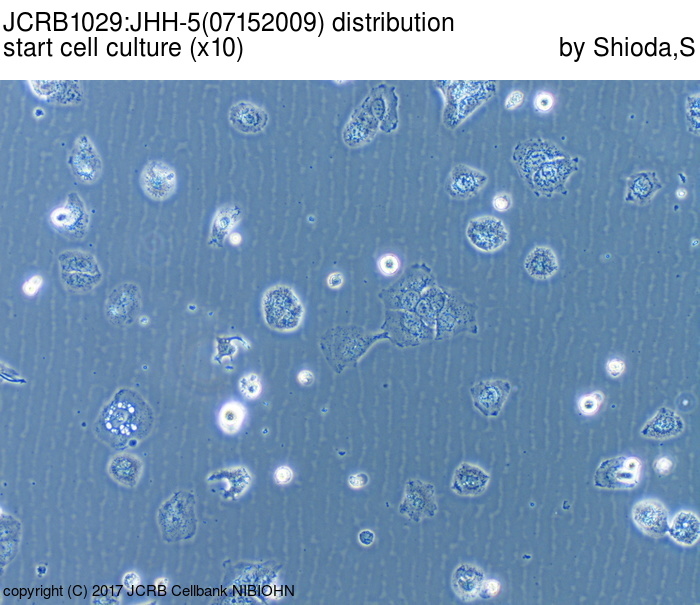 JHH-5细胞图片