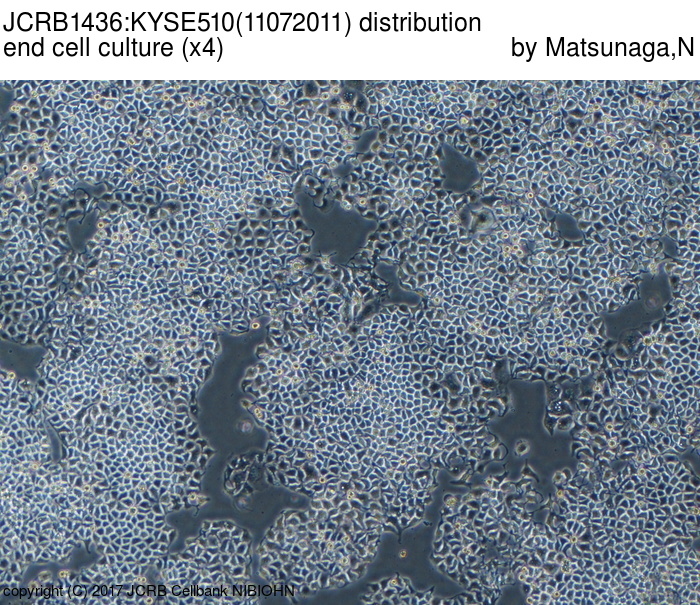 KYSE-510细胞图片