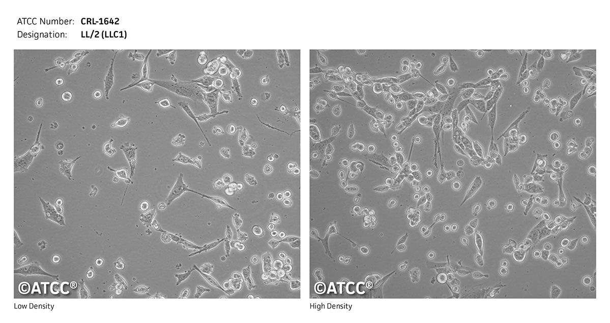 LL/2 (LLC1)细胞图片