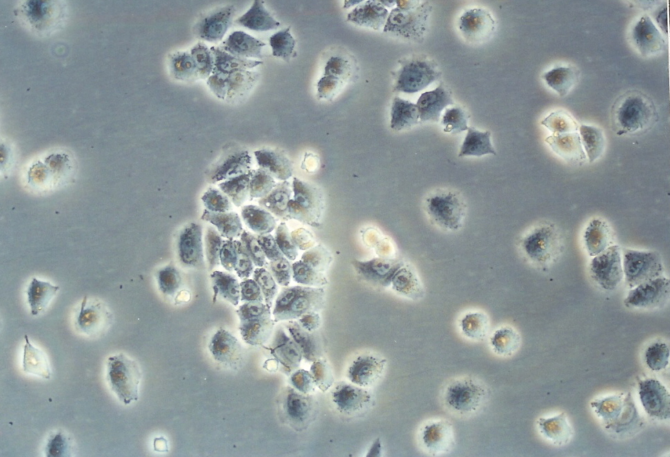 NCl-H460细胞图片