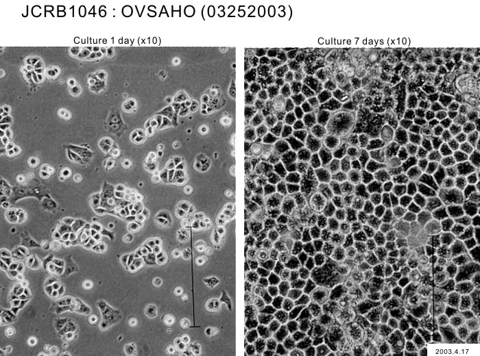 ATCC CCL-228 OVSAHO细胞图片