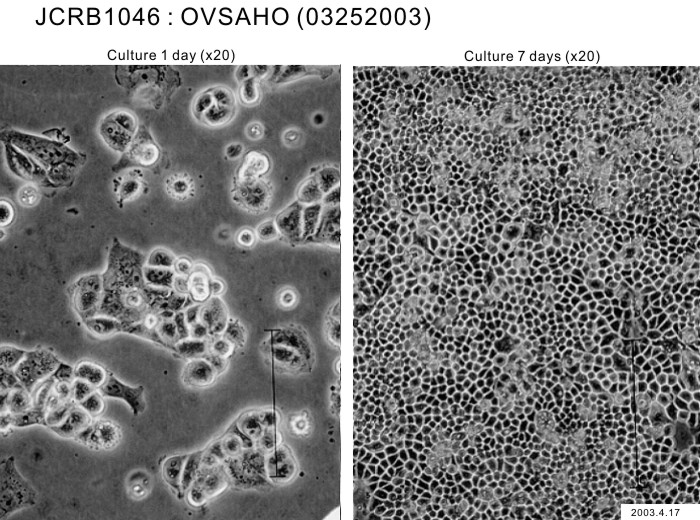 ATCC CCL-228 OVSAHO细胞图片