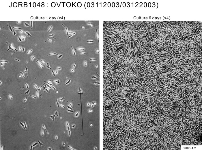ATCC CCL-228 OVTOKO细胞图片