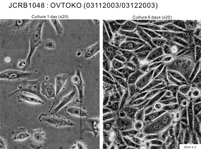 ATCC CCL-228 OVTOKO细胞图片