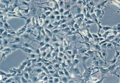 PA-1细胞图片