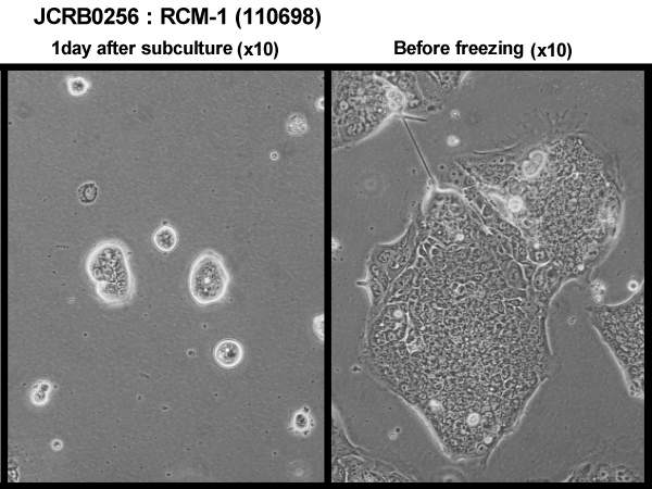 RCM-1细胞图片