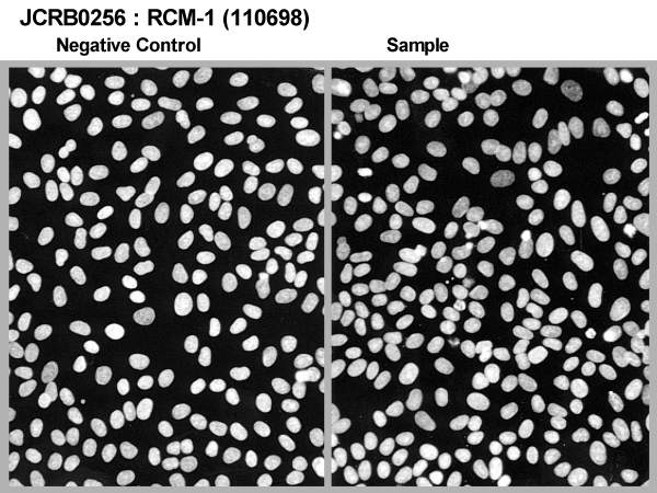 RCM-1细胞图片