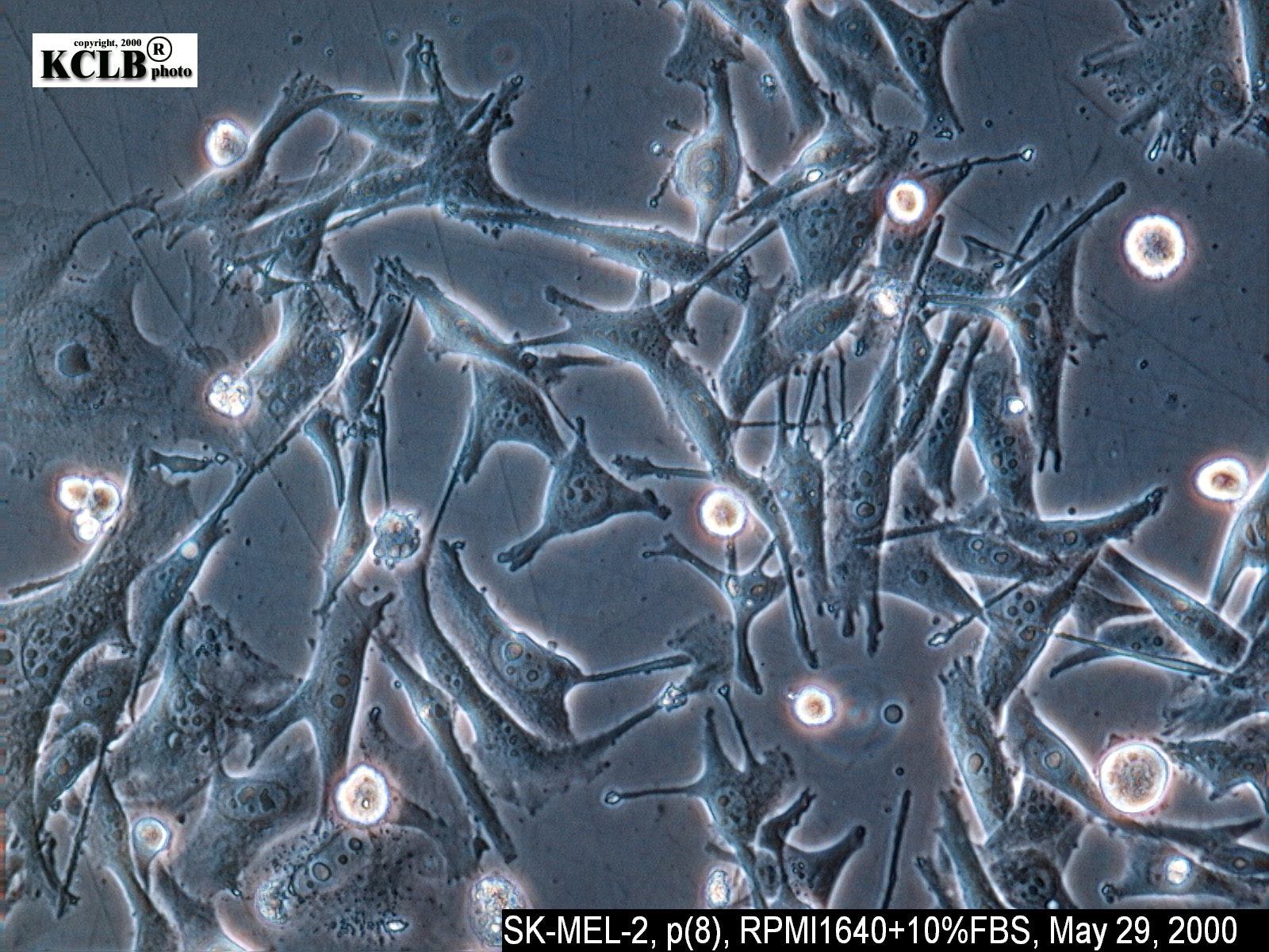 SK-MEL-2细胞图片
