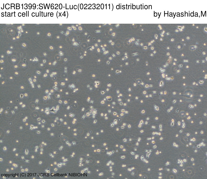 SW620-Luc细胞图片