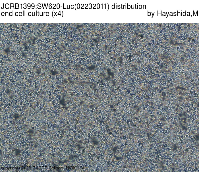 SW620-Luc细胞图片