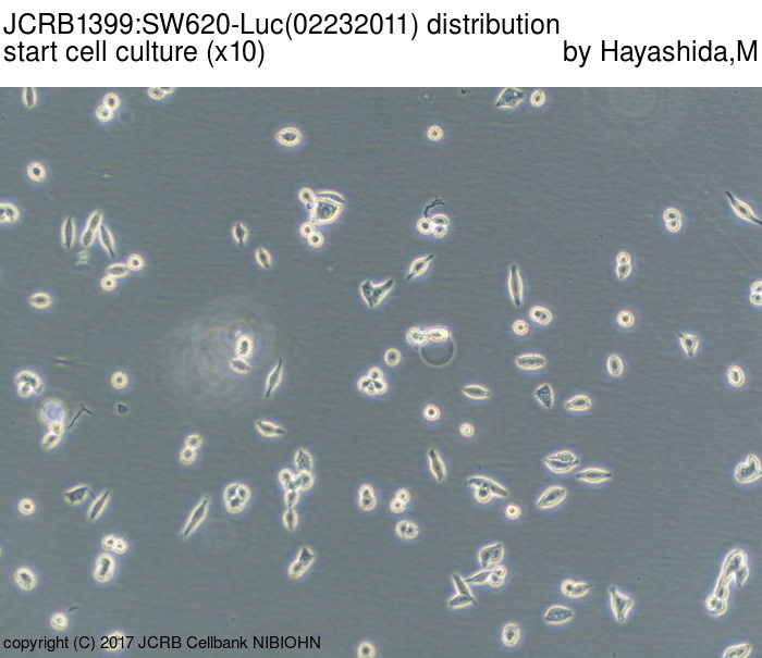 SW620-Luc细胞图片