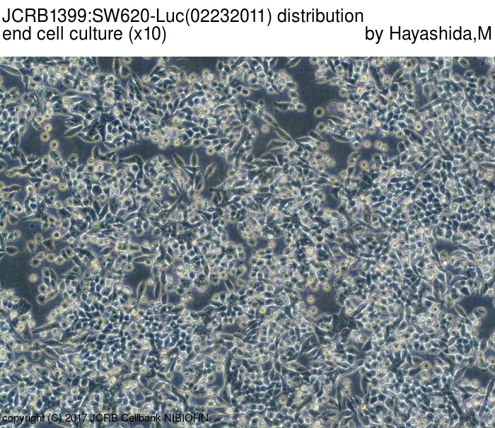 SW620-Luc细胞图片