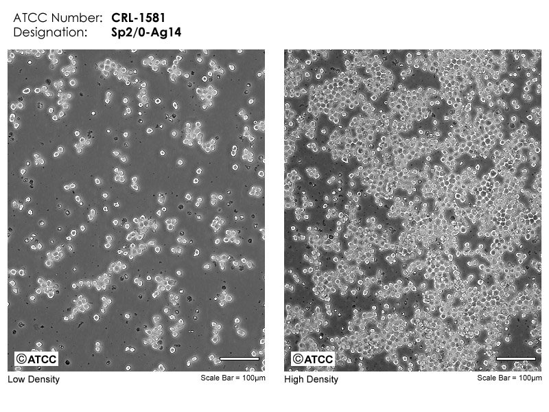Sp2/0-Ag14细胞图片
