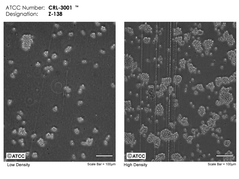 Z-138细胞图片