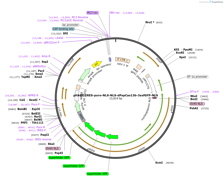pHAGE-IRES-puro-NLS-NLS-dPspCas13b-3xsfGFP-NLS载体图谱