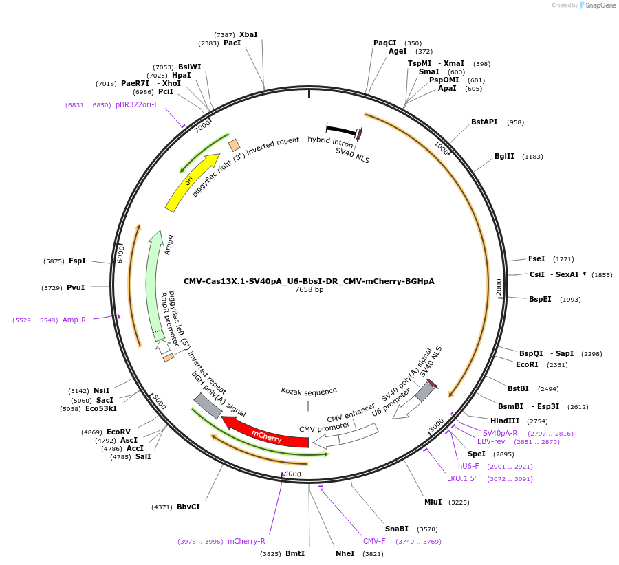 CMV-Cas13X.1-SV40pA_U6-BbsI-DR_CMV-mCherry-BGHpA载体图谱