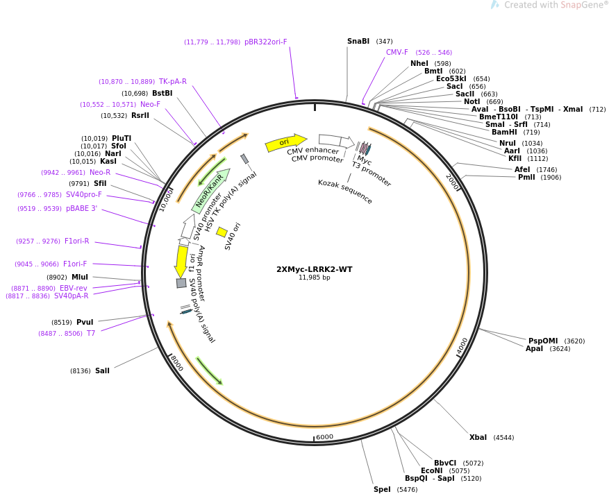 2XMyc-LRRK2-WT质粒图谱