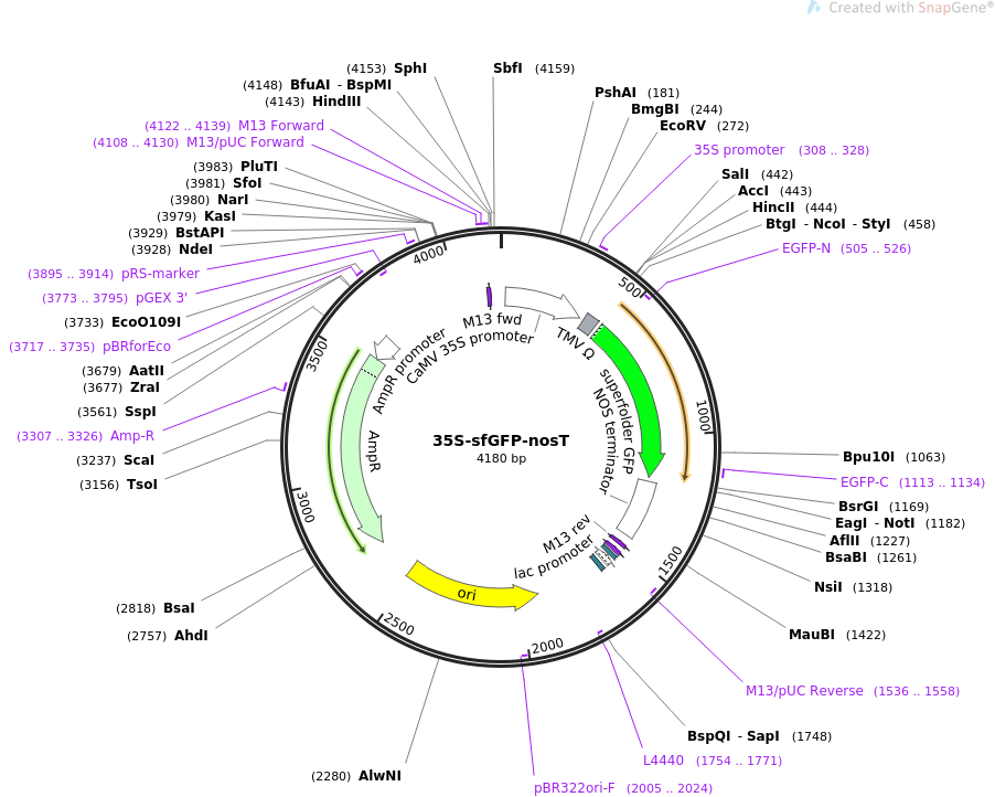 35S-sfGFP-nosT质粒图谱