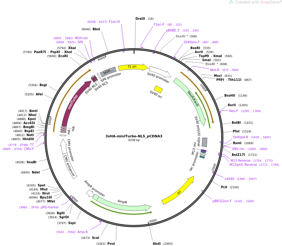 3xHA-miniTurbo-NLS_pCDNA3质粒图谱