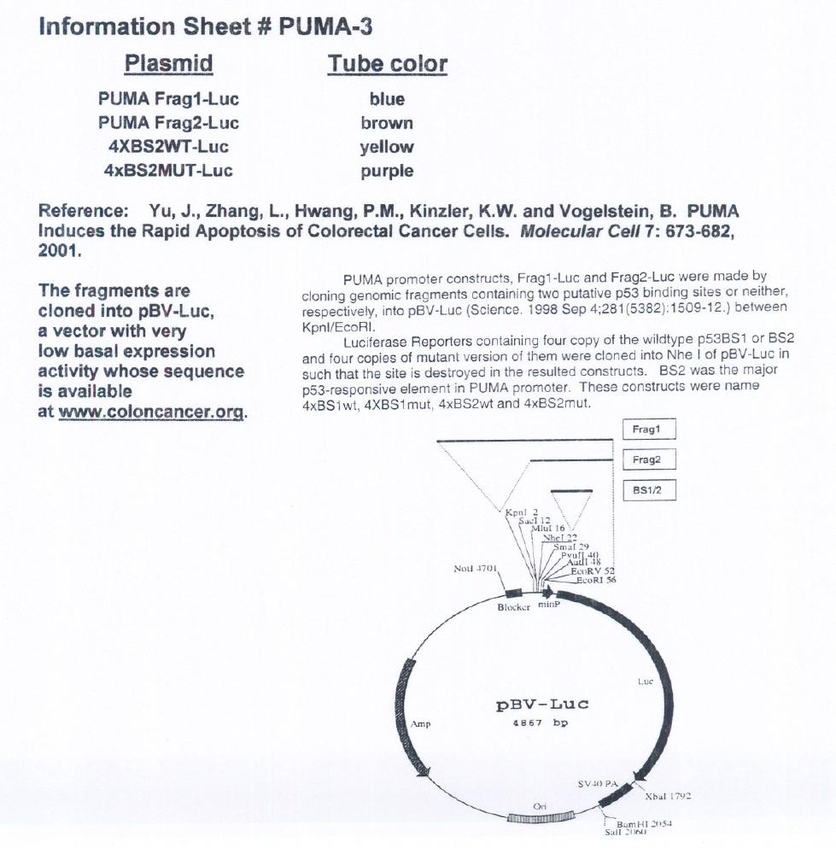 4XBS2WT-Luc质粒图谱