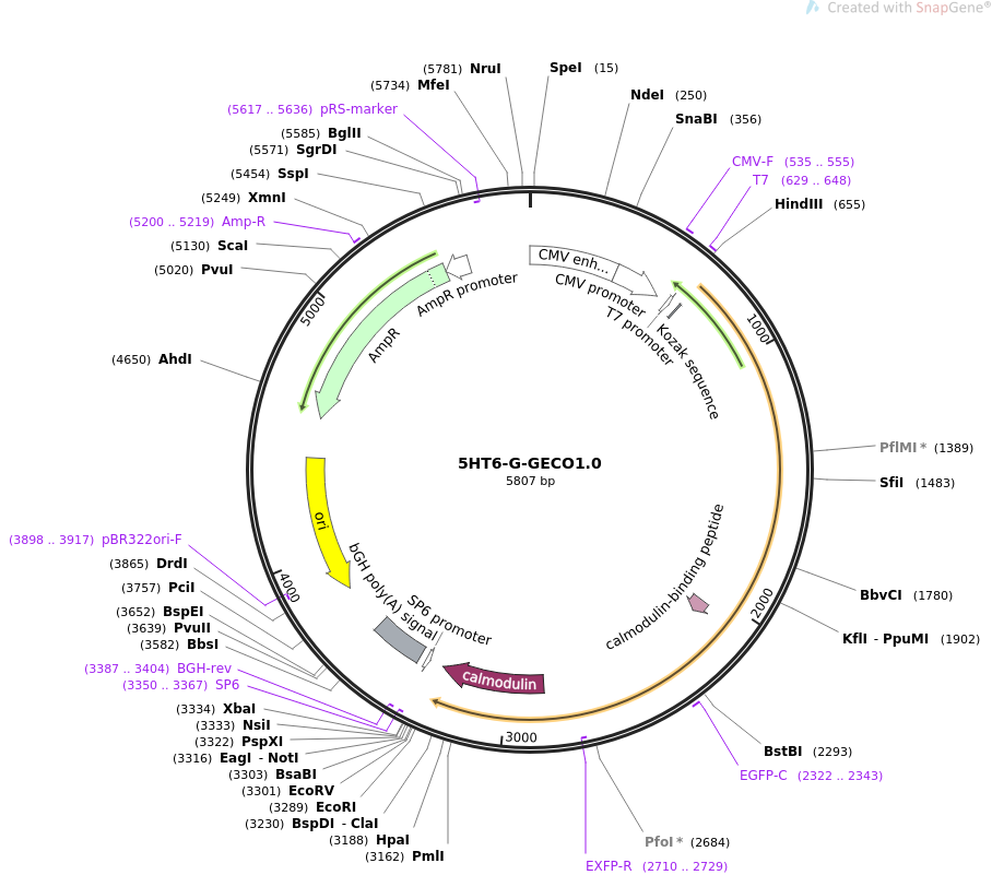 5HT6-G-GECO1.0载体图谱