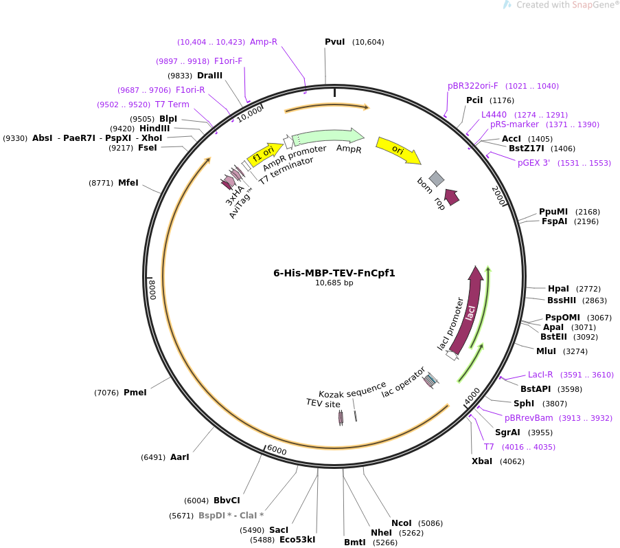 6-His-MBP-TEV-FnCpf1质粒图谱