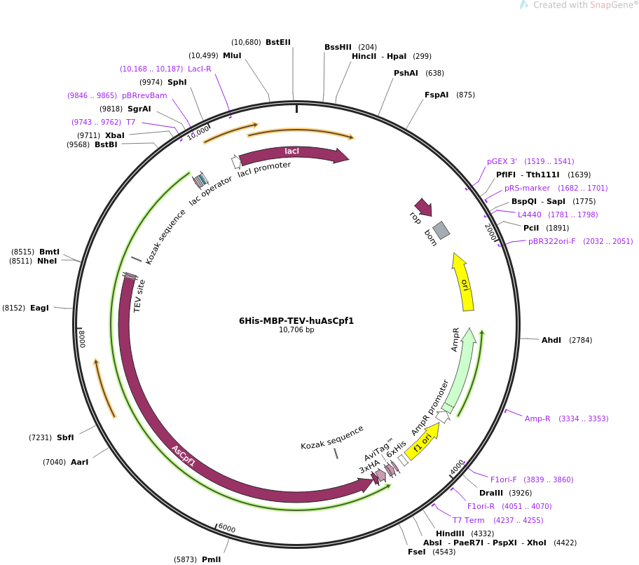 6His-MBP-TEV-huAsCpf1质粒图谱