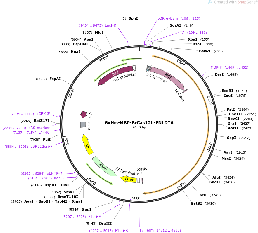 6xHis-MBP-BrCas12b-FNLDTA载体图谱