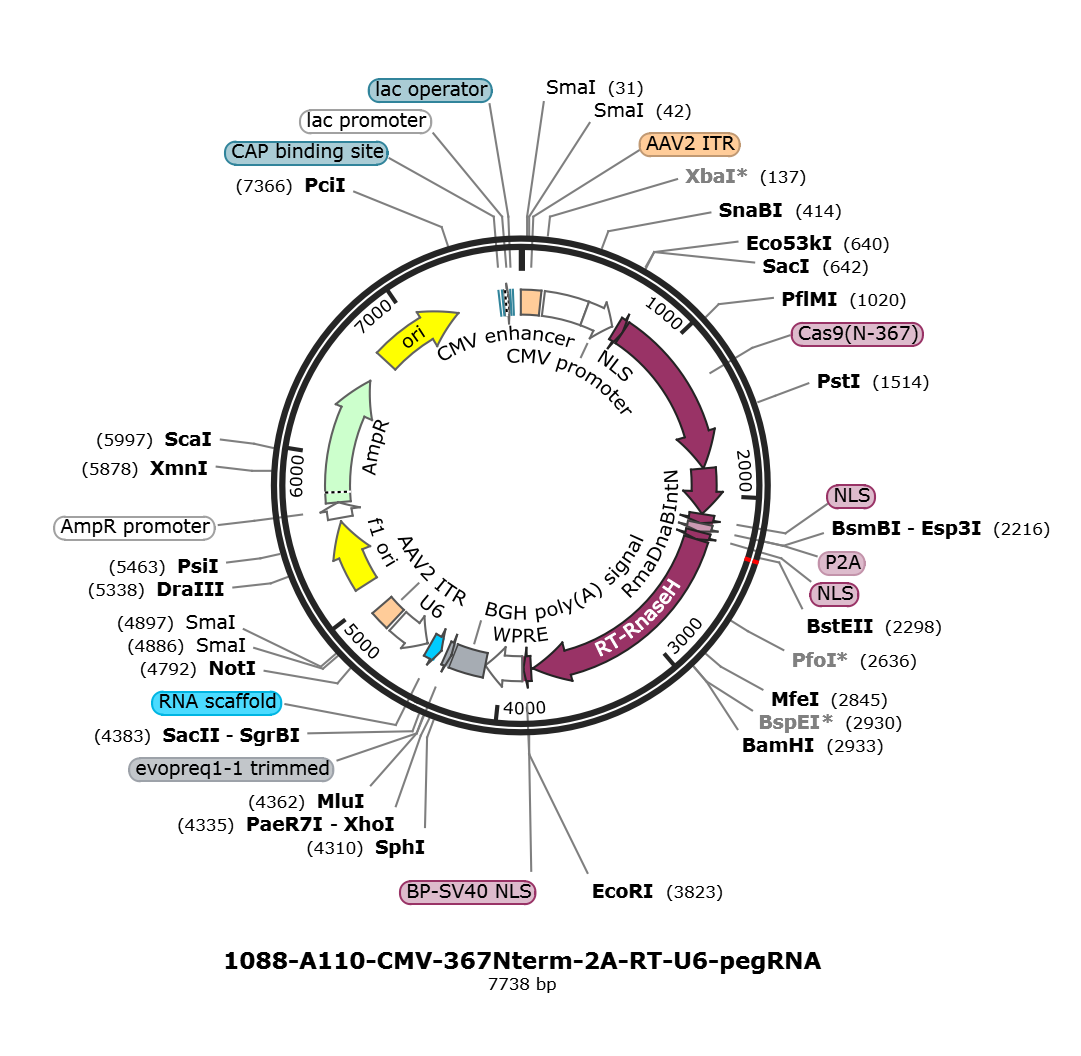 A110-CMV-367Nterm-2A-RT-U6-pegRNA载体图谱
