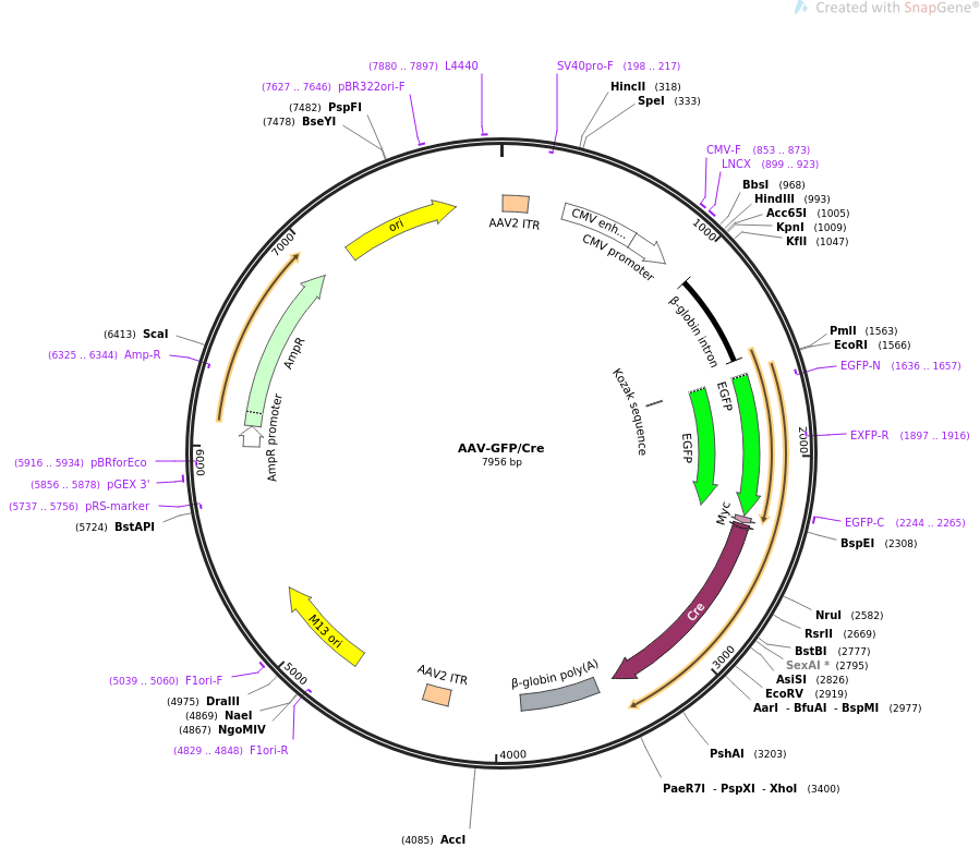 AAV-GFP/Cre载体图谱