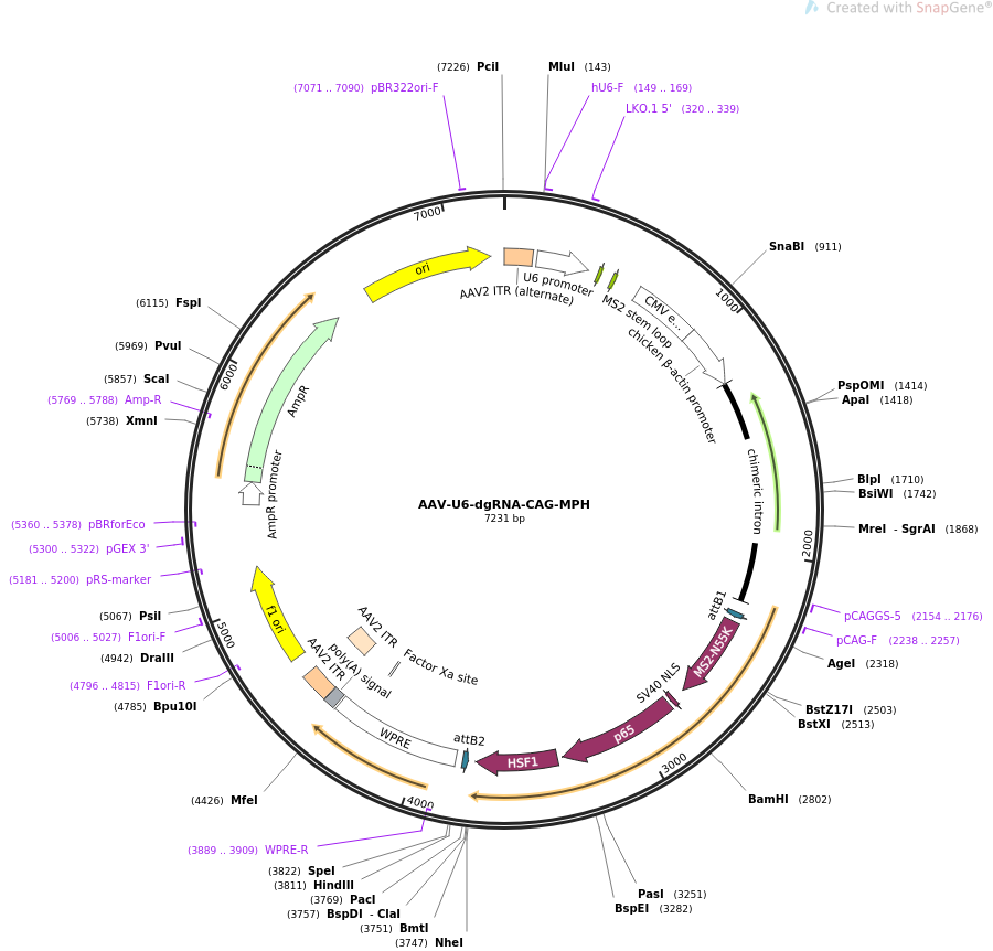 AAV-U6-dgRNA-CAG-MPH载体图谱