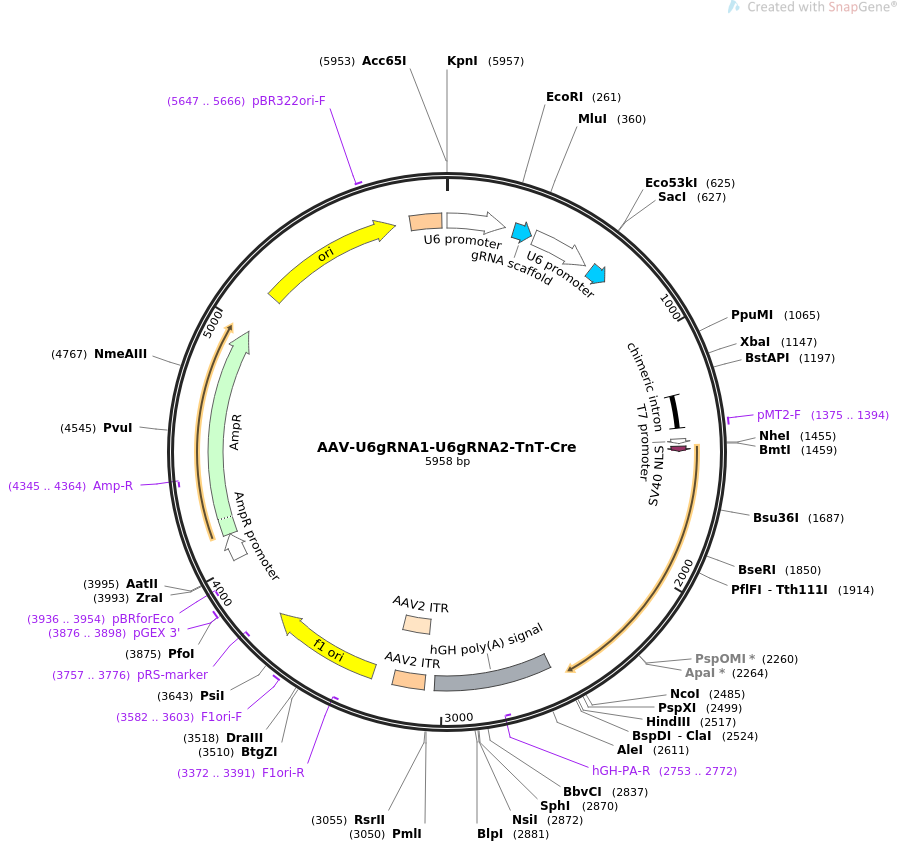 AAV-U6gRNA1-U6gRNA2-TnT-Cre质粒图谱