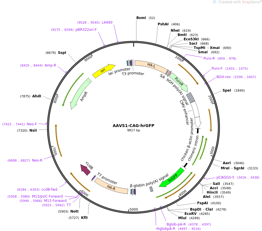 AAVS1-CAG-hrGFP质粒图谱