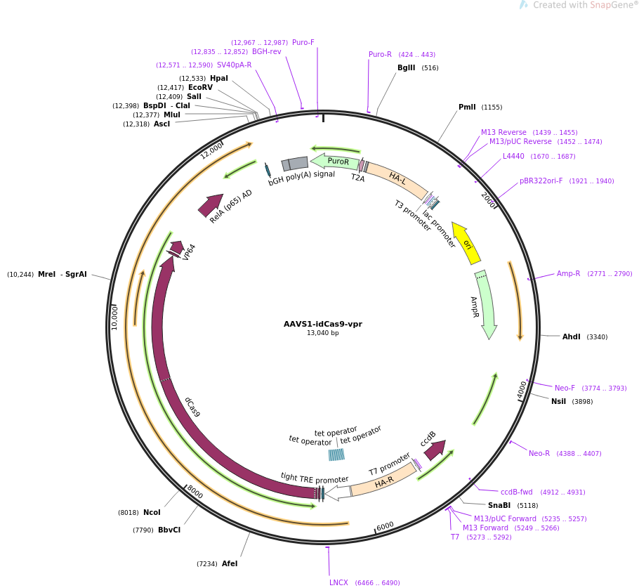 AAVS1-idCas9-vpr载体图谱