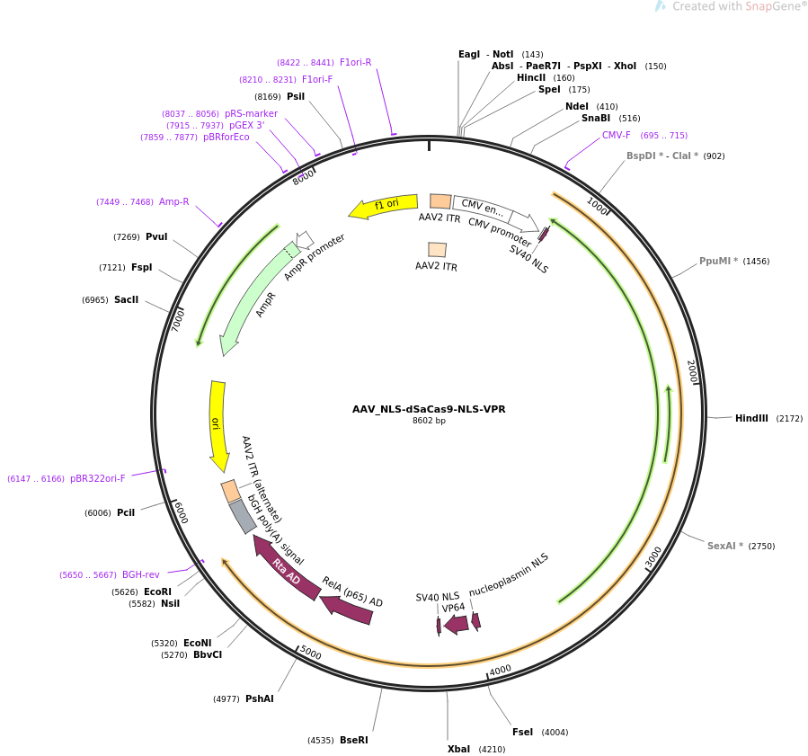 AAV_NLS-dSaCas9-NLS-VPR载体图谱