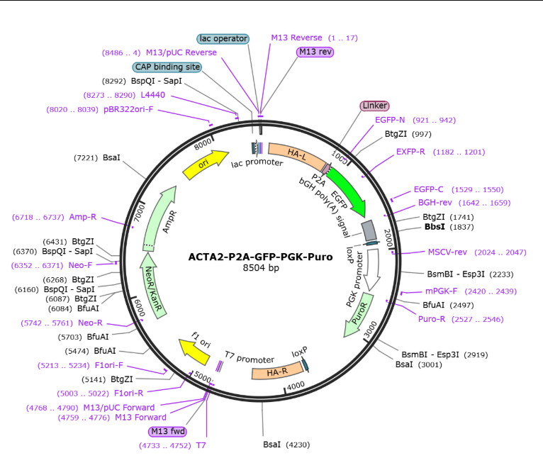 ACTA2-P2A-GFP-PGK-Puro载体图谱
