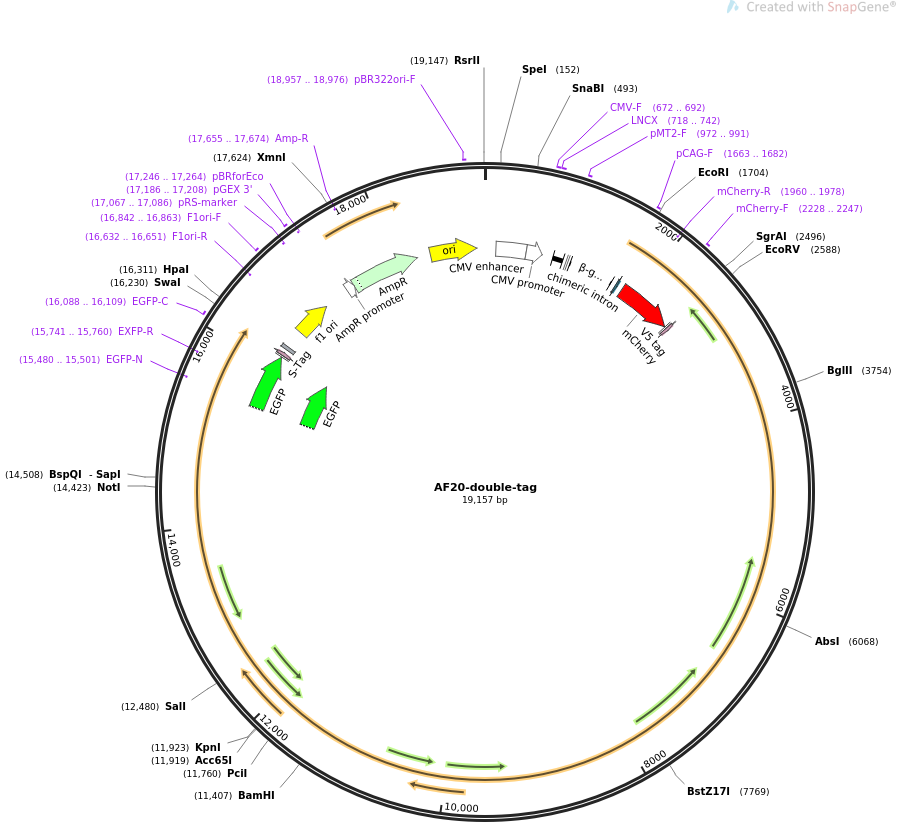 AF20-double-tag质粒图谱