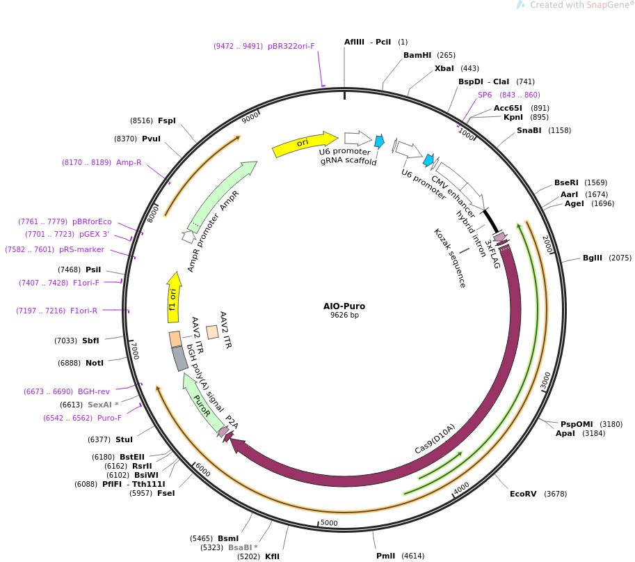 AIO-Puro质粒图谱