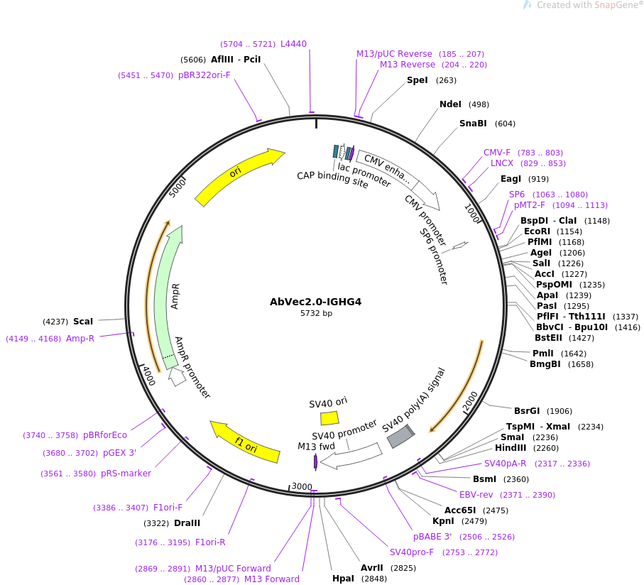 AbVec2.0-IGHG4载体图谱