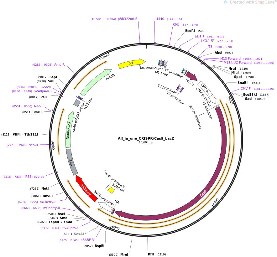 All_in_one_CRISPRCas9_LacZ质粒图谱