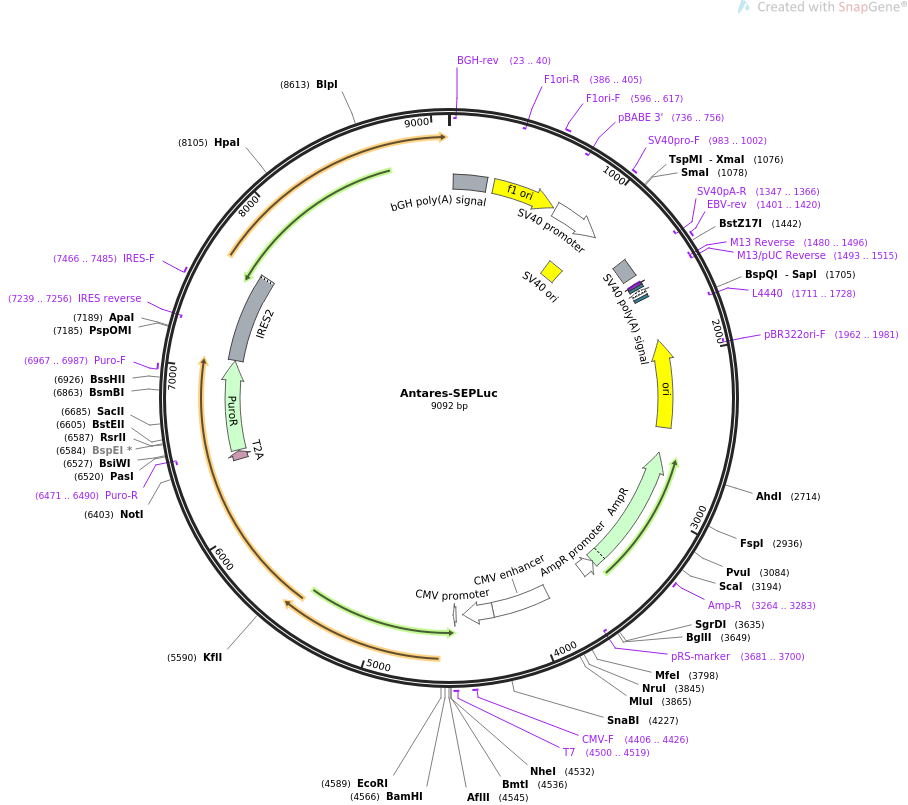 Antares-SEPLuc载体图谱