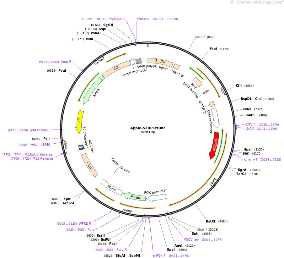 Apple-53BP1trunc载体图谱
