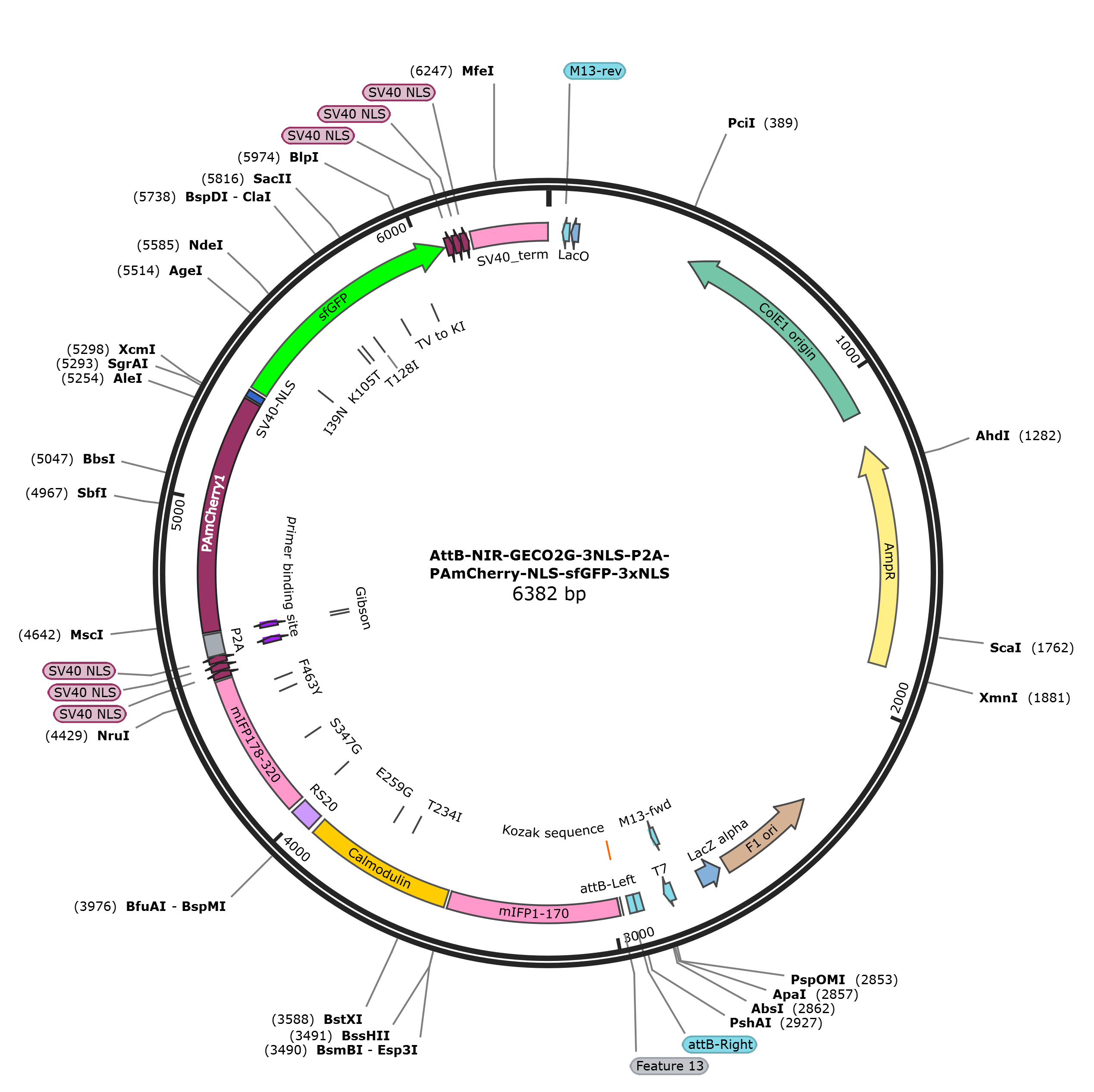 AttB-NIR-GECO2G-3NLS-P2A-PAmCherry-NLS-sfGFP-3xNLS载体图谱
