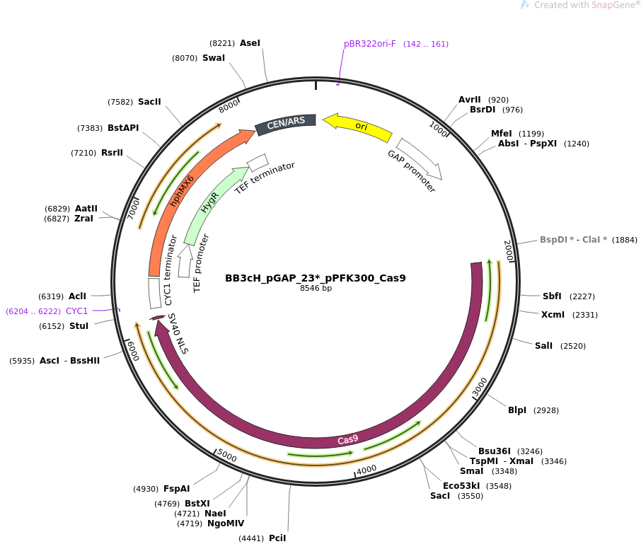 BB3cHpGAP23pPFK300Cas9质粒图谱