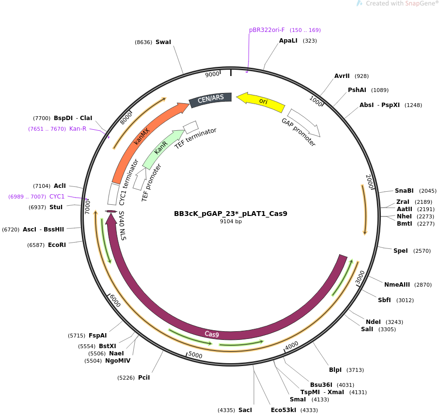 BB3cK_pGAP_23_pLAT1_Cas9质粒图谱