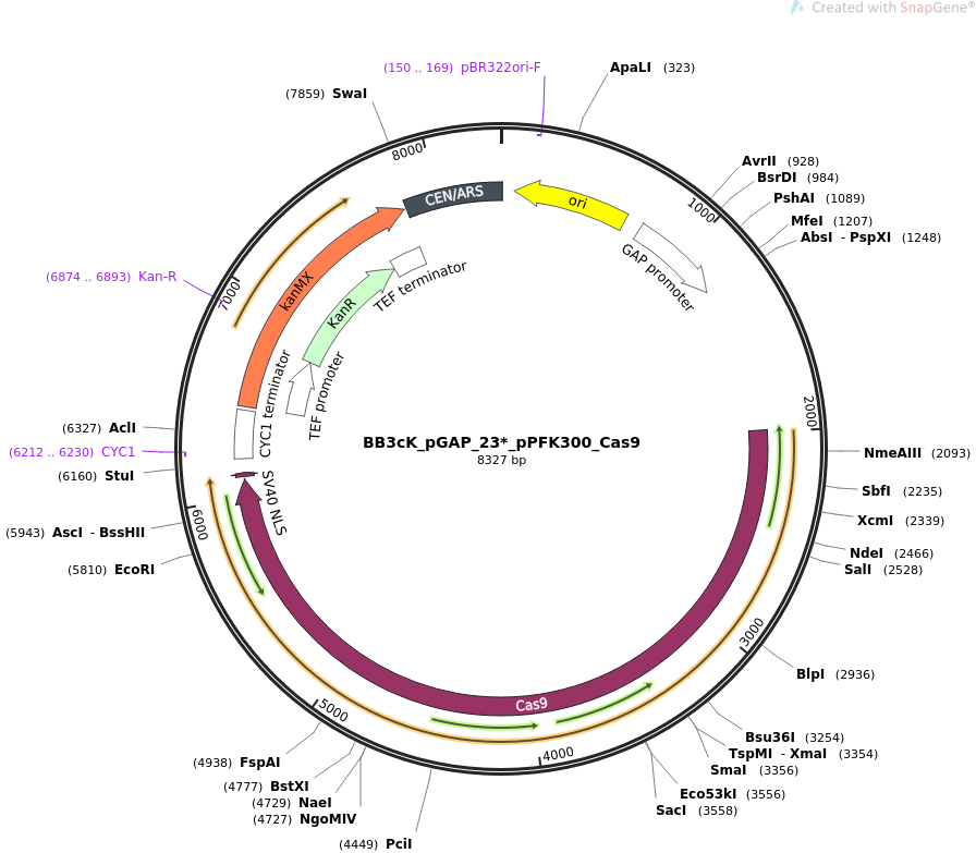 BB3cK_pGAP_23_pPFK300_Cas9质粒图谱1