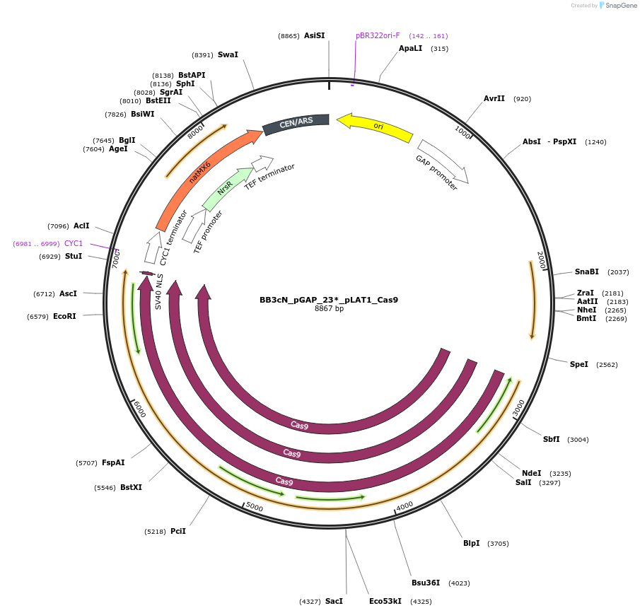 BB3cN_pGAP_23_pLAT1_Cas9载体图谱