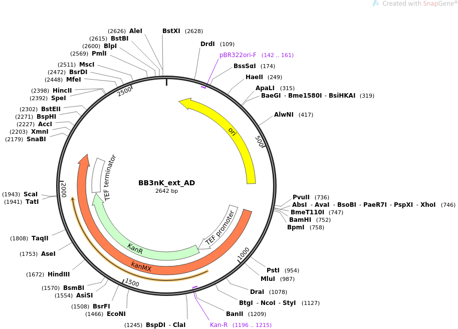 BB3nK_ext_AD质粒图谱